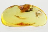 Detailed Fossil Ichneumon Wasp (Ichneumonidae) In Baltic Amber #367324-1